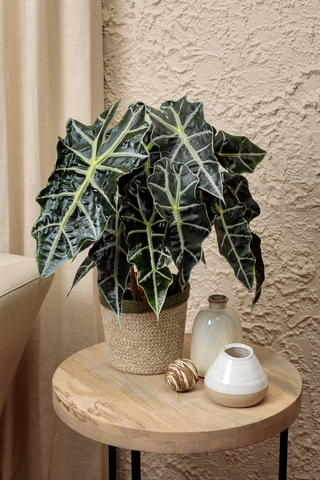 Alocasia